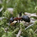 Macro fourmis chalet - 001